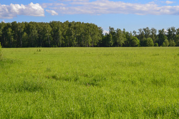 Field of green grass and perfect sky and trees