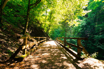 Idyllic forest scenery: Wooden bridge and footpath, green leaves and bright sun