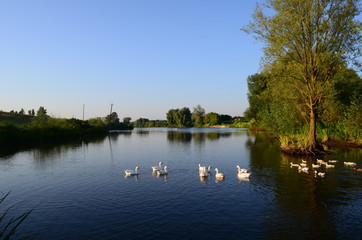 Obraz premium A domestic gooses on the lake at sunny day
