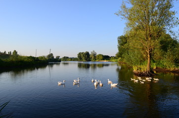 Fototapeta na wymiar A domestic gooses on the lake at sunny day