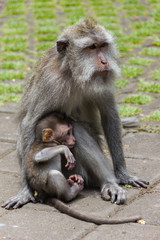 Monkey mother and her baby at Ubud Monkey Forest in Bali, Indonesia.