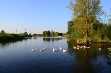 Obraz premium A domestic gooses on the lake at sunny day