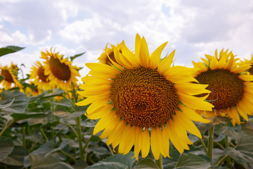  Sunflowers are blooming in the field.