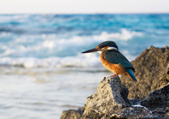 Kingfisher on rock at  The Mediterranean Sea