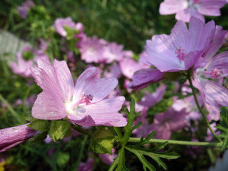 Fototapeta premium Beautiful pink flowers of musk mallow close-up