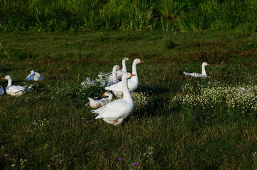 A domestic gooses on the lake at sunny day