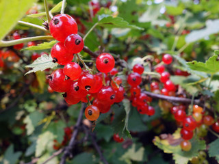 Fototapeta premium Bunches of ripe red currant on branches