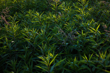 green wild grass, nature summer background