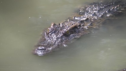 Close up crocodile swimming in the water at the zoo