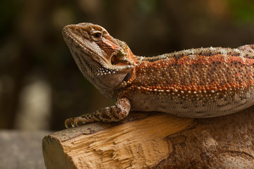 bearded dragon
