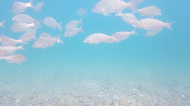 Pesci gaiola sott'acqua. Immersione nel mediterraneo.