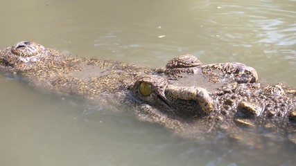 Close up crocodile swimming in the water at the zoo