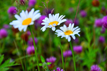 Field flowers white daisies (lats. Matricaria) and pink clover (lat. Trifolium). Three daisies on a background of meadows of flowers of clover. Collection Of Flowers In Eastern Siberia.