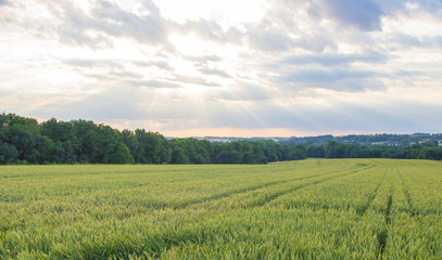 Polish arable fields. Rural landscape. Ripening cereals.