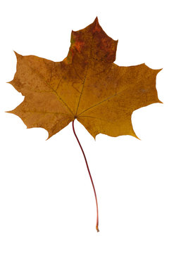 Dried maple leaf brown on a white background
