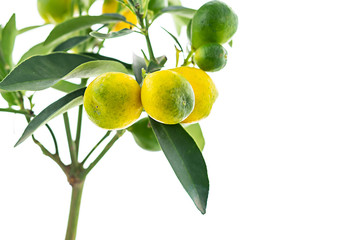 branch citrus plant lime fruit many long leaves on white background isolated copy space