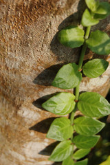 木に這うツル植物