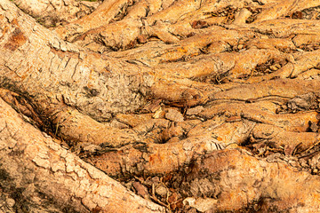 light beige wooden background roots of an old tree basis natural pattern design flora