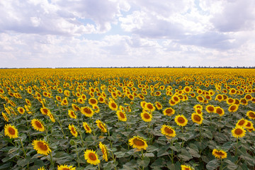 Obraz premium Sunflowers are blooming in the field.