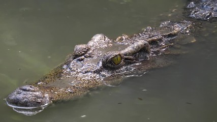 Close up crocodile swimming in the water at the zoo