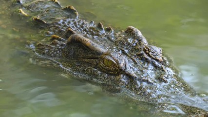 Close up crocodile swimming in the water at the zoo