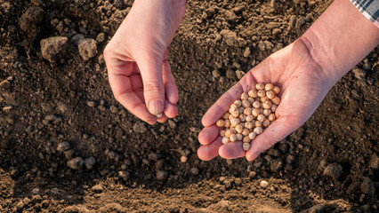 Hands with a handful of seeds above the ground