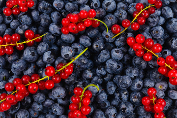 Blackberry, raspberry, blueberry,  red currant and mint background.