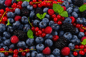 Blackberry, raspberry, blueberry,  red currant and mint background.