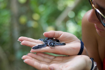 wet new born of turtle on the palm of a girl hand