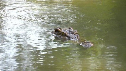 Close up crocodile swimming in the water at the zoo