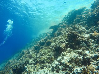 Obraz na płótnie Canvas Coral Reef underwater in the sea