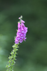 pink purple toxic digitalis purpurea medicinal drug flower green background pharmacy healing herbs cardiology