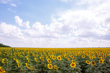 Naklejka premium Sunflowers are blooming in the field.