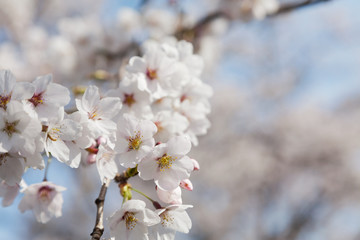 Somei Yoshino cherry blossoms bloom