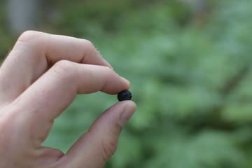 hand holding a blue berry