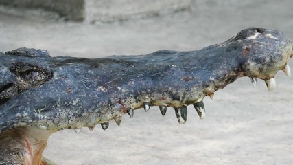 Closed up of crocodile open the eye in the zoo