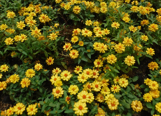 Obraz premium Flowers are blooming with bright yellow colors. Surrounded by nature