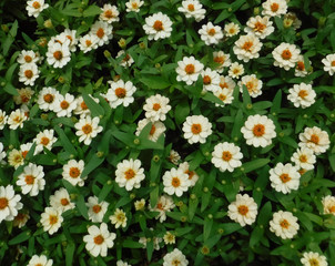 Bright white flowers that are blooming surrounded by nature