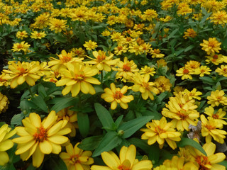 Flowers are blooming with bright yellow colors. Surrounded by nature