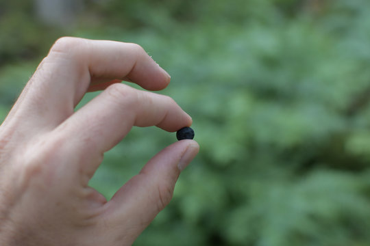 hand of a man holding a antioxidant dark purple bilberry blueberry Vaccinium myrtillusgreen background