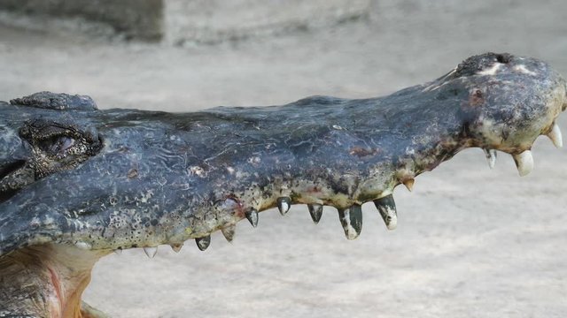 Closed up of crocodile open the eye in the zoo