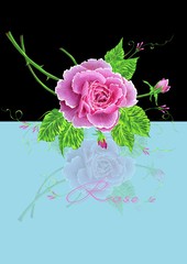 Pink rose on black and blue background