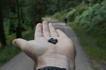 hand with four blueberries in background forest path way blurred