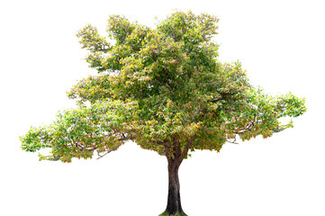 tree isolated on white background. / clipping path