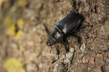 Hirschkäfer Weibchen 