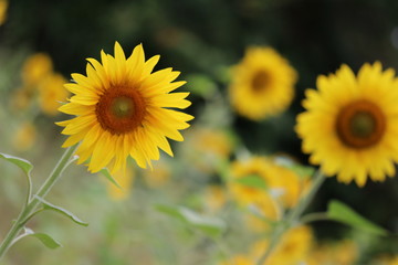 Sonnenblumen Feld
