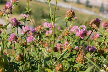 summer field herbs among which are red clover flowers. Beautiful clover flowers at sunset in a...