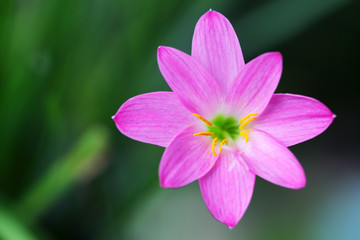 close up of beautiful pink rain lily flower