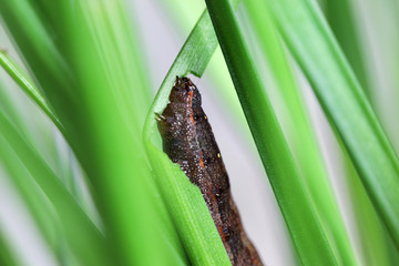 butterfly worm eating green plant