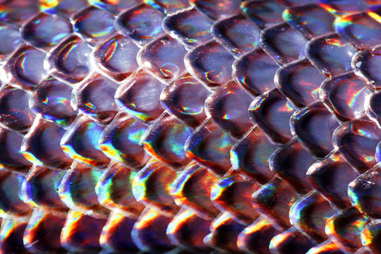 Close Up Texture Scale Of Sunbeam Snake